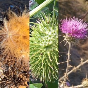 Inspired by Nature by Agota Jonas